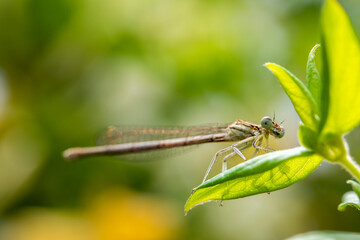 Enallagma cyathigerum (common blue damselfly, common bluet, or northern bluet)