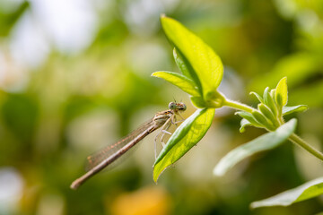 Enallagma cyathigerum (common blue damselfly, common bluet, or northern bluet)