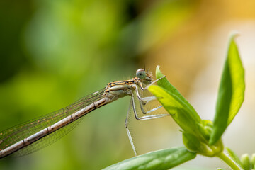 Enallagma cyathigerum (common blue damselfly, common bluet, or northern bluet)