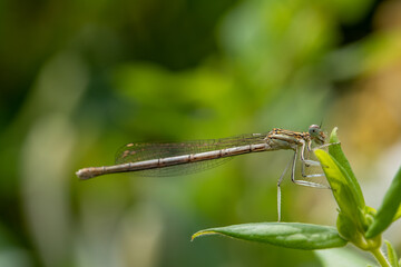 Enallagma cyathigerum (common blue damselfly, common bluet, or northern bluet)