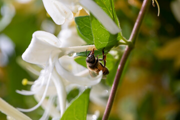 Macro of honeybee on flowers, collecting pollen