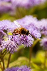 Macro of honeybee on flowers, collecting pollen
