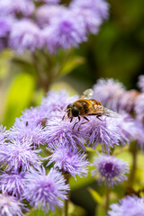 Macro of honeybee on flowers, collecting pollen