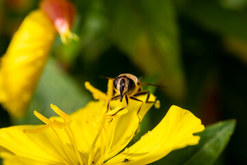 Macro of honeybee on flowers, collecting pollen