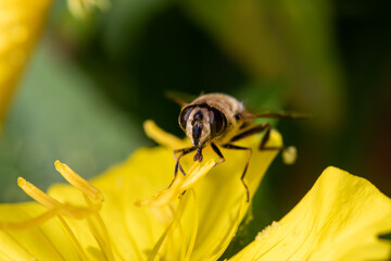 Macro of honeybee on flowers, collecting pollen