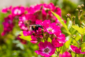 Habitat for insects, wildflowers and herbs in rural garden.