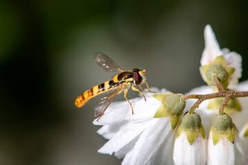 Macro of honeybee on flowers, collecting pollen