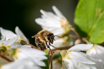 Macro of honeybee on flowers, collecting pollen