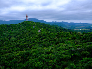 Fototapeta na wymiar 石垣島の森