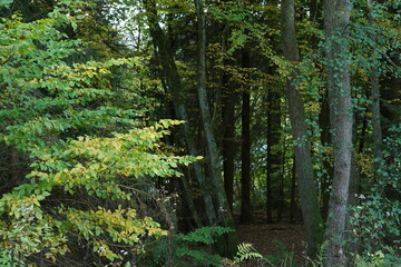 Wald mit großen, alten Bäumen und einem See im Hintergrund