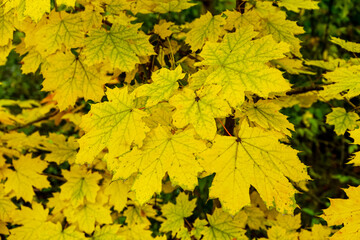 Naklejka na ściany i meble Tree branches with yellow maple leaves outdoors