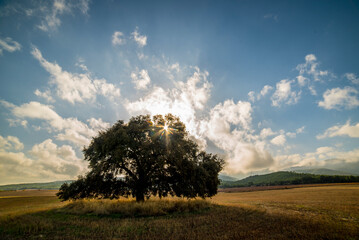 Old holm oak on a large plain with the sun backlit - 547016087