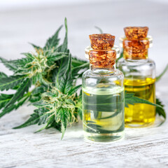 Green leaves of medicinal cannabis with extract oil.Medical marijuana flower buds. Hemp buds - medical marijuana concept.