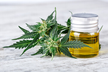 Green leaves of medicinal cannabis with extract oil.Medical marijuana flower buds. Hemp buds -...