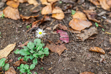 White daisy flower in autumn park, closeup