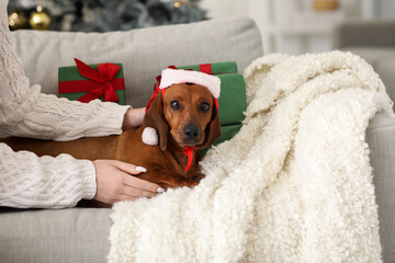 Cute dachshund dog with Santa hat and owner at home on Christmas eve