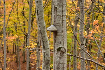 Bright colors of the autumn forest. In the forest, trees with fallen bright leaves on the branches in a mountainous area. 