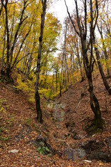 Bright colors of the autumn forest. In the forest, trees with fallen bright leaves on the branches in a mountainous area. 