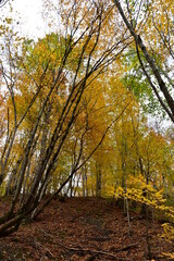 autumn in the forest