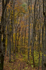 Bright colors of the autumn forest. In the forest, trees with fallen bright leaves on the branches in a mountainous area.