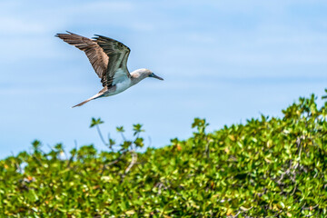 Blue-footed Booby in flight