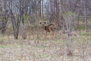 Obraz na płótnie Canvas White-tailed Deer Feeding In The Woods In Spring