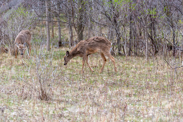 White-tailed Deer Feeding In The Woods In Spring