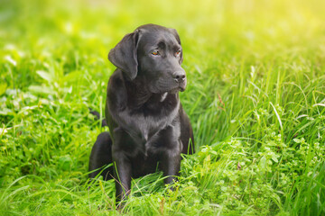 Labrador retriever puppy is sitting on the grass. Portrait of a black thoroughbred dog.