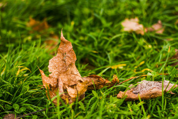 Naklejka na ściany i meble dry twisted fallen brown leaf in bright green grass during the day in autumn with bokeh in the background
