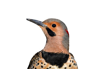 Northern Flicker looking left closeup isolated PNG