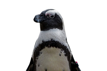 Rock Penguin looking towards left isolated PNG