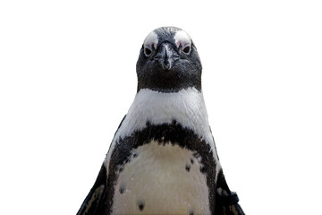 Rock Penguin looking straight isolated PNG