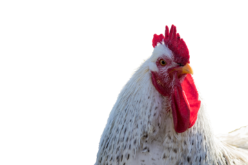  white leghorn chicken isolated PNG
