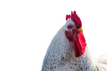 Foto op Plexiglas  white leghorn chicken isolated PNG © rabbitti