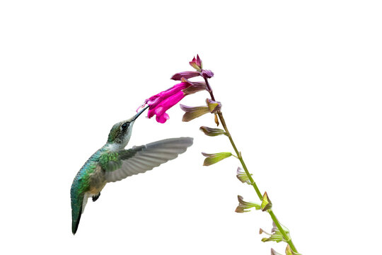 Ruby Hummingbird female samples fuschia salvia flowers