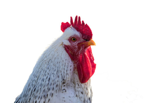  white leghorn chicken isolated PNG