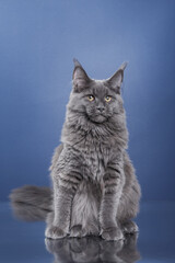 Maine Coon Kitten on a blue background. cat portrait in photo studio