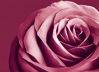Fototapeta na wymiar Aesthetic close-up on the petals of a rose flower in pink color, on a plain background. Strong marketic visual giving a romantic and soft impression. 3D illustration.