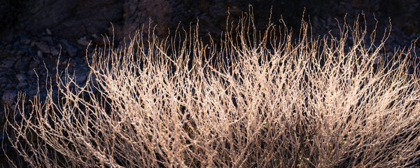 Fototapeta premium Dried desert plant branches close up