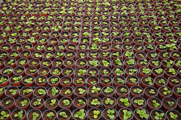 Rows of mint pots in greenhouse. High quality photo