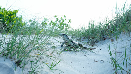 sunbathing lizard in sand dunes with grass