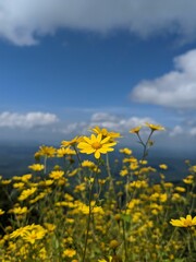 Vertical shot of yellow mountain wild flowers and blue sky