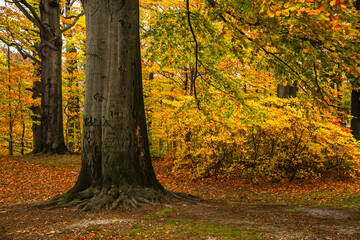 Autumn scenic forest landscape