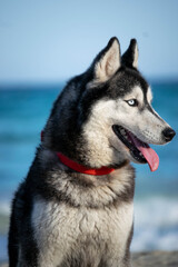 cute portraits of beautiful husky dog on beach during summer 