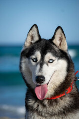 cute portraits of beautiful husky dog on beach during summer 