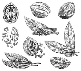 Walnut pieces set. Hand drawn ink sketch of nuts for template label, packing or emblem farmer market design. Natural healthy food collection. Handwritten graphic technique, engraved illustration