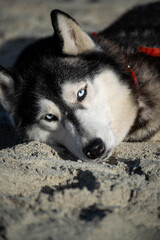 cute portraits of beautiful husky dog on beach during summer 