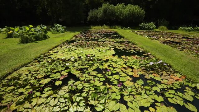 Landscaping and garden design. View of a large pond growing tropical and hardy water lilies in the park. Beautiful floating green leaves foliage and colorful flowers.