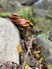 mushroom in the forest