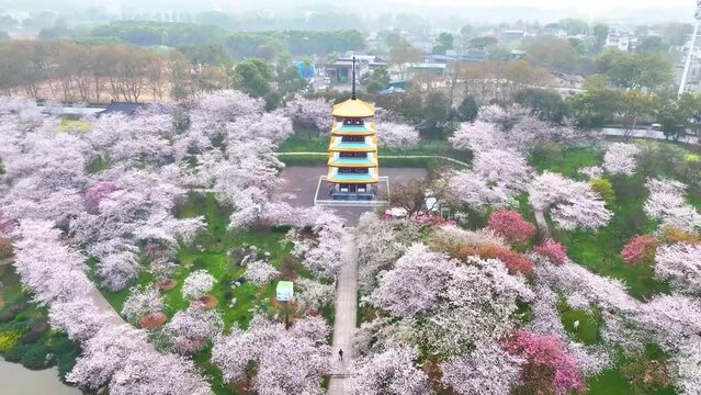 Spring scenery of East Lake Cherry Blossom Garden in Wuhan, Hubei, China